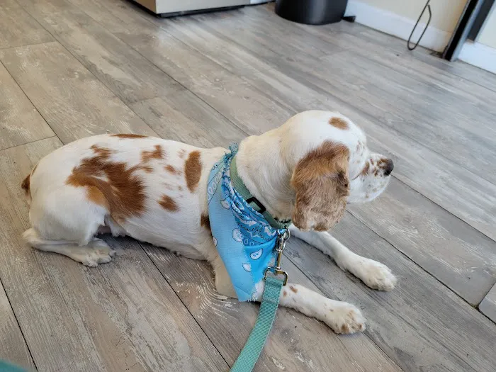 Bronx County Animal Hospital Picture 3