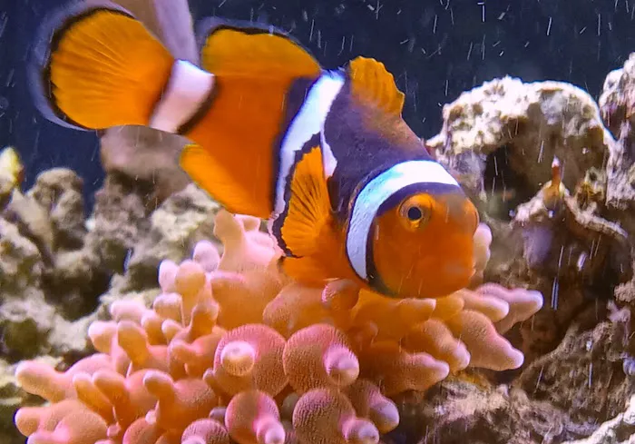 Miguels Fish & Aquatic (Maintenance) Picture 9