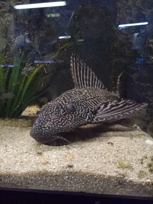 Miguels Fish & Aquatic (Maintenance) Picture 5