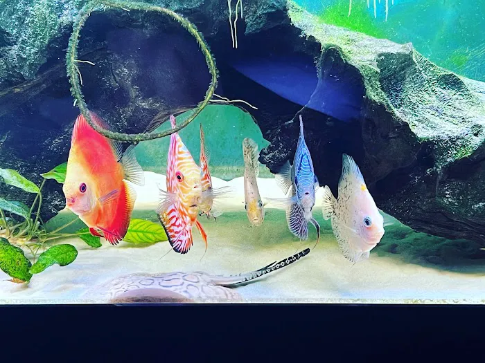 Miguels Fish & Aquatic (Maintenance) Picture 3