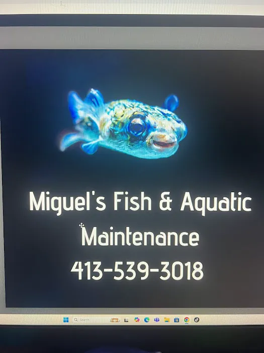 Miguels Fish & Aquatic (Maintenance) Picture 4