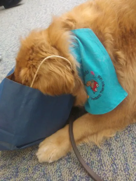 Paw Street Barkery Picture 2