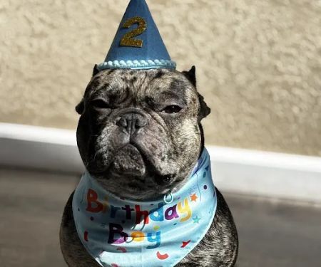 Paw Street Barkery