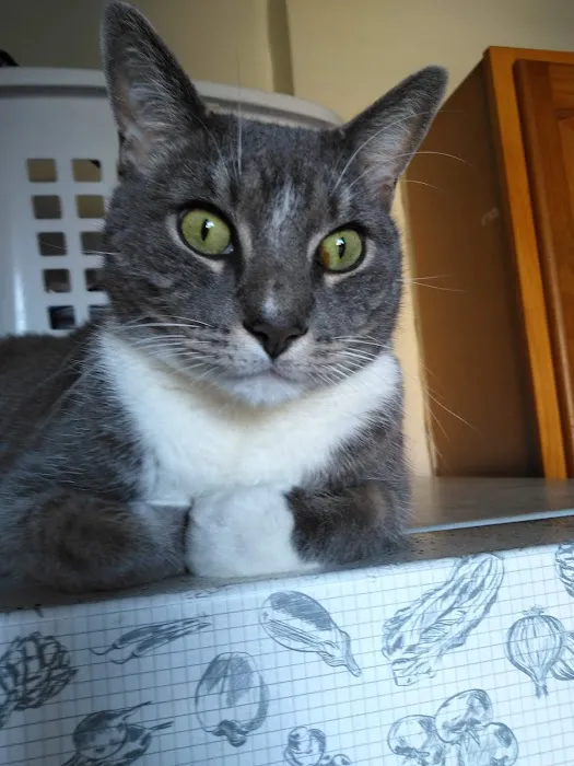 Wespaw Pets Pharmacy Picture 3