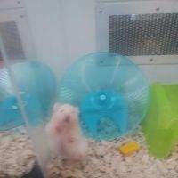 Petco ico