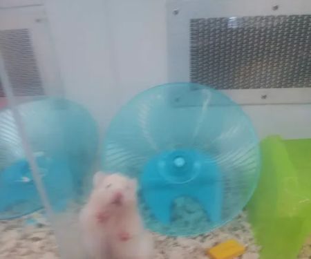 Petco