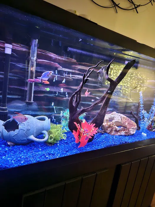 School Of Fish Picture 2