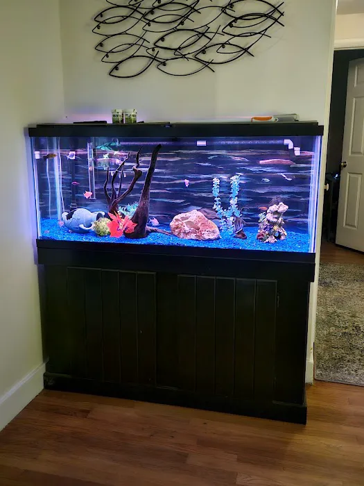 School Of Fish Picture 1