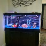 School Of Fish
