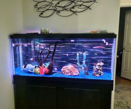 School Of Fish