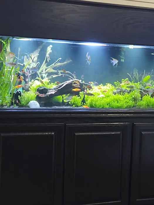 School Of Fish Picture 6