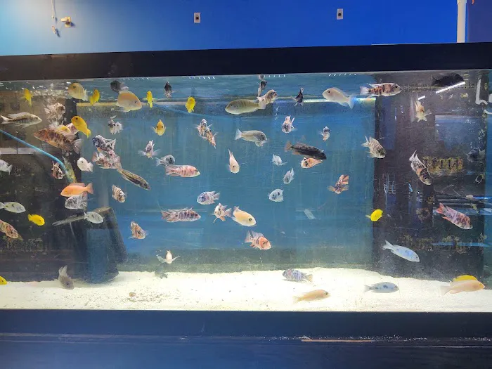School Of Fish Picture 7