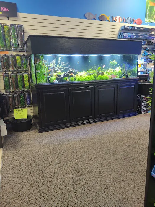 School Of Fish Picture 8