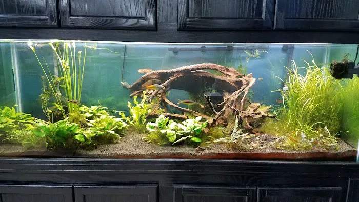 School Of Fish Picture 10