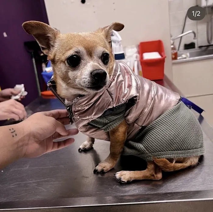 Dr Pet MD Picture 5