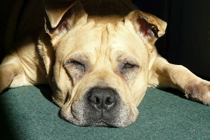 Dr Pet MD Picture 1