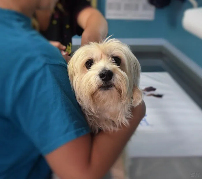 Dr Pet MD Picture 3