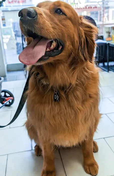 Dr Pet MD Picture 9