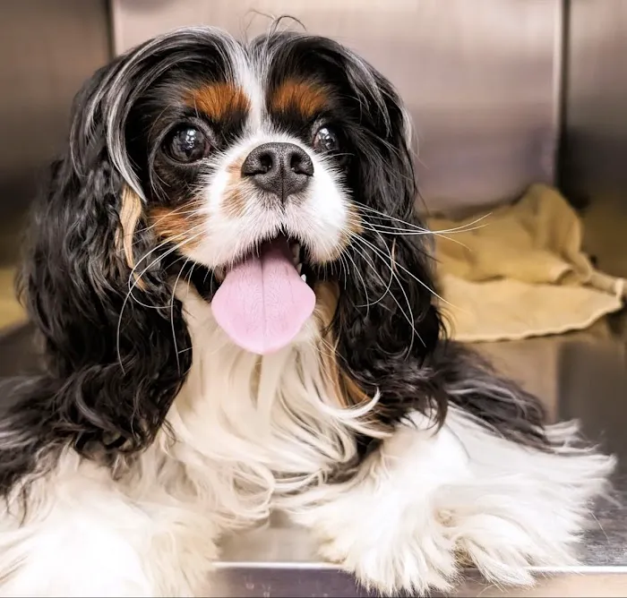 Dr Pet MD Picture 8