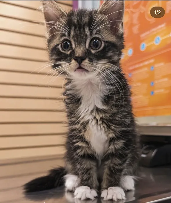 Dr Pet MD Picture 7