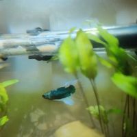 Alpha Aquatic Arts (formerly The Purrfect aquarium) ico