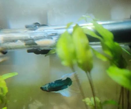 Alpha Aquatic Arts (formerly The Purrfect aquarium)