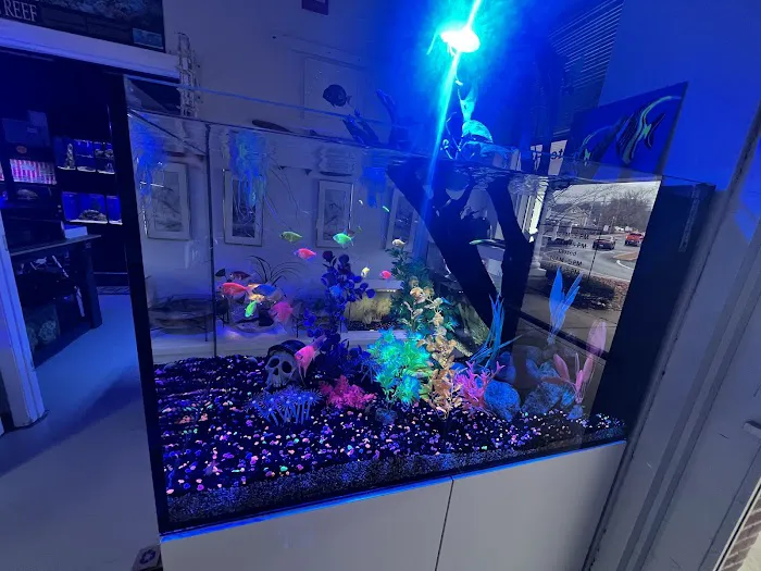 Alpha Aquatic Arts (formerly The Purrfect aquarium) Picture 2