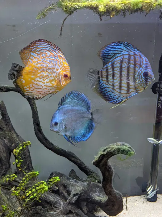 Alpha Aquatic Arts (formerly The Purrfect aquarium) Picture 4