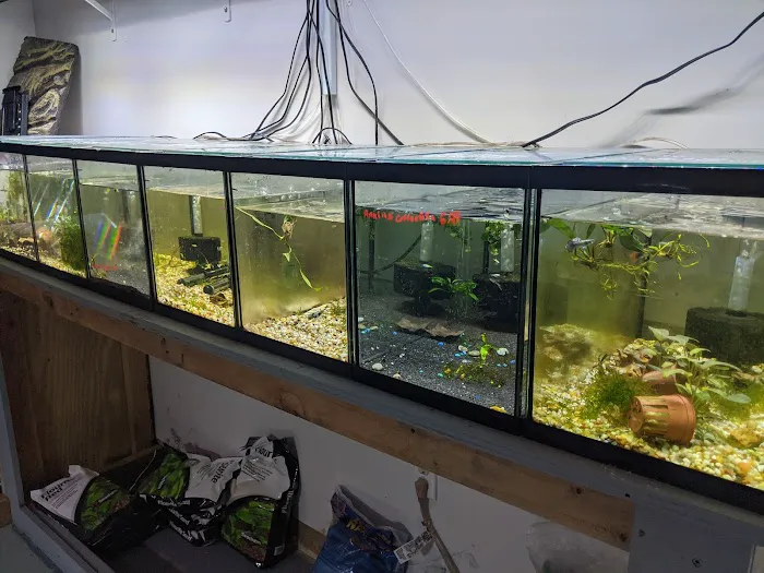 Alpha Aquatic Arts (formerly The Purrfect aquarium) Picture 9