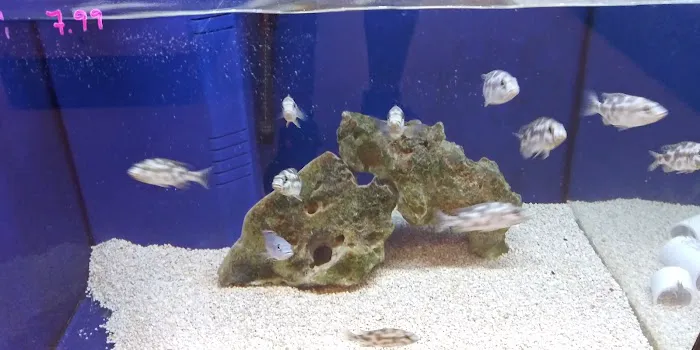Alpha Aquatic Arts (formerly The Purrfect aquarium) Picture 7