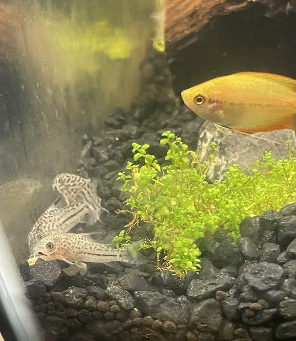 Alpha Aquatic Arts (formerly The Purrfect aquarium) Picture 6