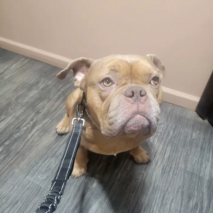 Queens Low Cost Veterinary Center Picture 5