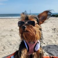 Queens Low Cost Veterinary Center ico