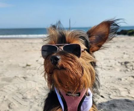 Queens Low Cost Veterinary Center