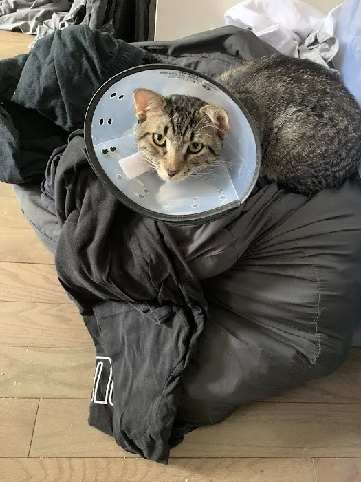 Queens Low Cost Veterinary Center Picture 6