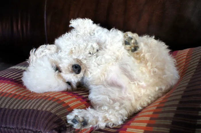 Dr. Pet Daddy Veterinarian, PC | Smart Easy Affordable Animal Hospital Picture 2