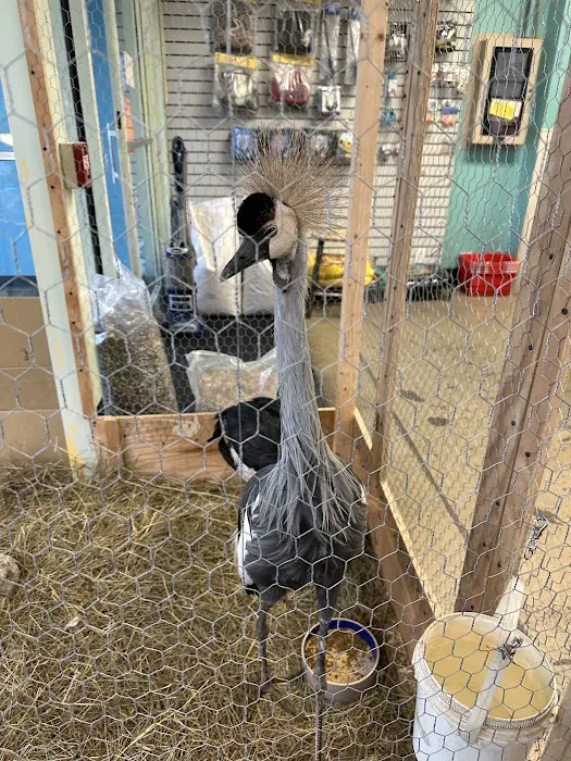 Parrots of the World Picture 3
