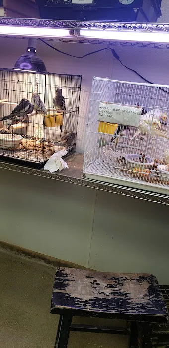 Parrots of the World Picture 7