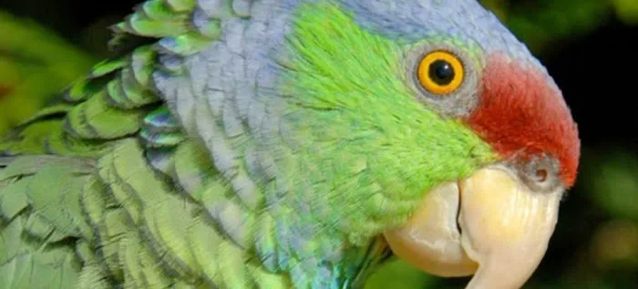 Parrots of the World Picture 9