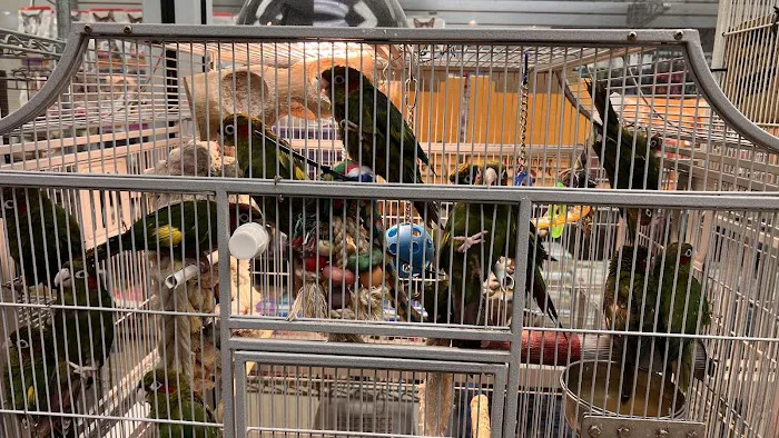 Parrots of the World Picture 6