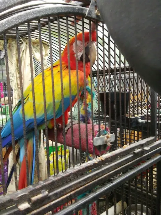 Parrots of the World Picture 10