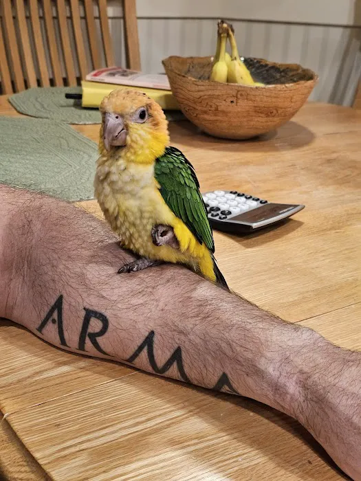 Parrots of the World Picture 2
