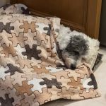 Splash and Dash Groomerie & Boutique