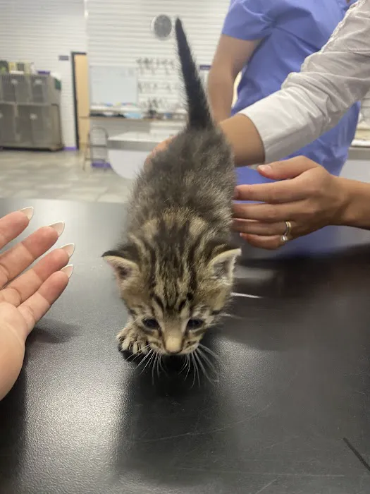 Astoria Animal Hospital Picture 8