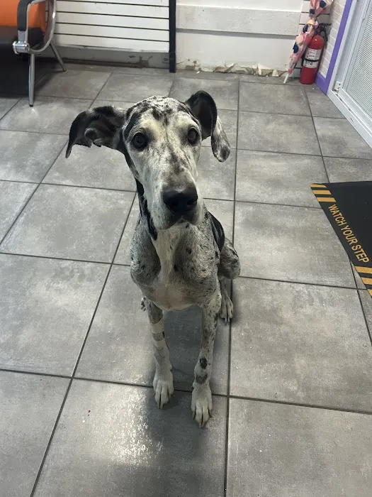 Astoria Animal Hospital Picture 1