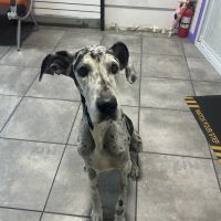 Astoria Animal Hospital ico