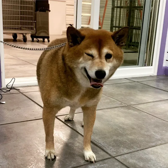 Astoria Animal Hospital Picture 5