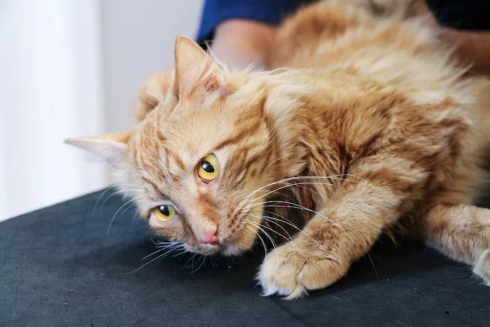 Pure Paws Veterinary Care of Clinton Hill Picture 9