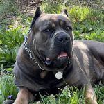 Pure Paws Veterinary Care of Clinton Hill