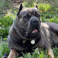 Pure Paws Veterinary Care of Clinton Hill ico